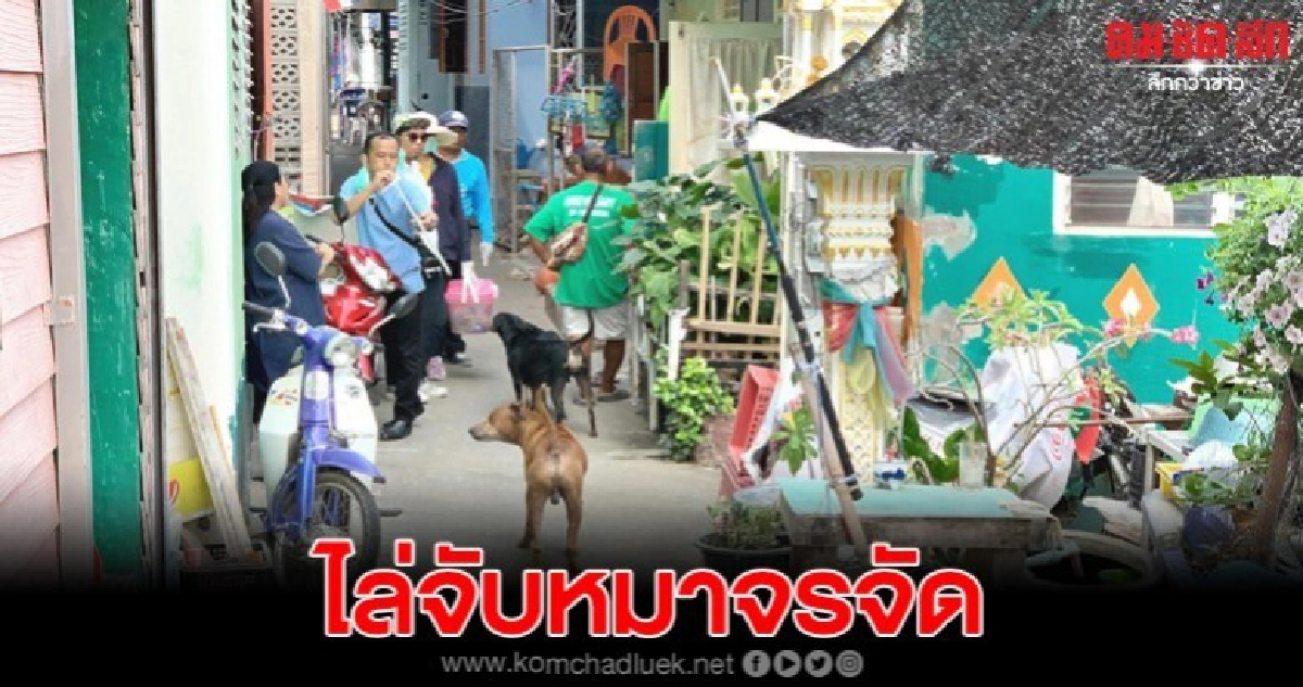 ลุยจับสุนัขจรจัดทั่วตลาดสัตหีบ ไปบำบัดพักฟื้น ลุยจับสุนัขจรจัดทั่วตลาดสัตหีบ ไปบำบัดพักฟื้น