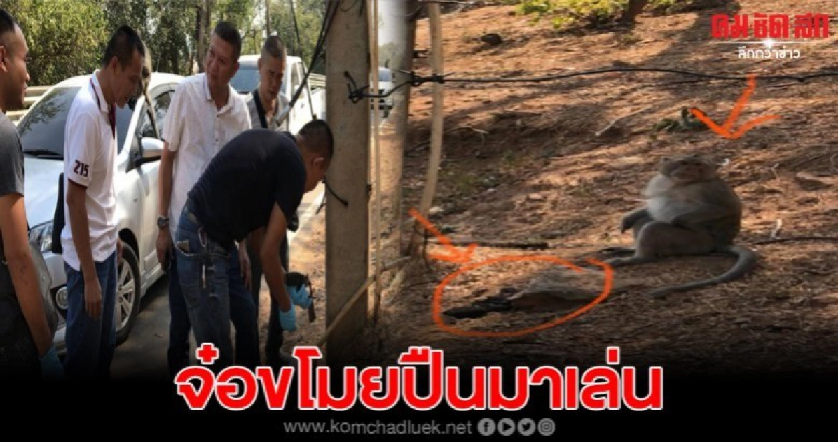 เจ้าจ๋อเขาสามมุกแสนซน หยิบปืนพร้อมใช้มาเล่น เจ้าจ๋อเขาสามมุกแสนซน หยิบปืนพร้อมใช้มาเล่น