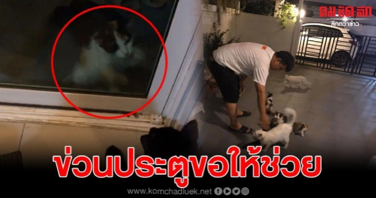 หนุ่มเล่าแมวข่วนประตูบ้าน ขอความช่วยเหลือ หลังถูกเจ้านายทิ้ง หนุ่มเล่าแมวข่วนประตูบ้าน ขอความช่วยเหลือ หลังถูกเจ้านายทิ้ง