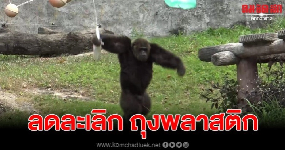 เจ้าจ้อนลิงซิมแปนซี พรีเซนเตอร์งดใช้ถุงผ้าแทนถุงพลาสติก