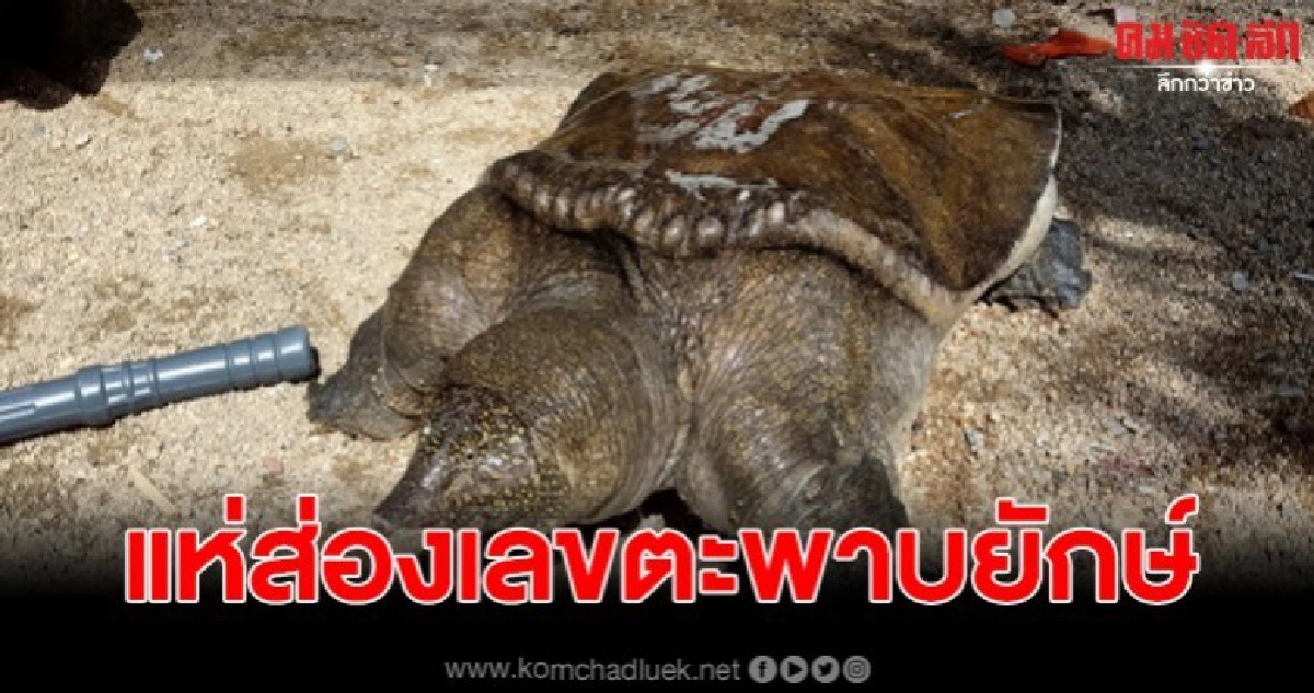 พบตะพาบยักษ์ พร้อมเลขเด็ดชัดเจน