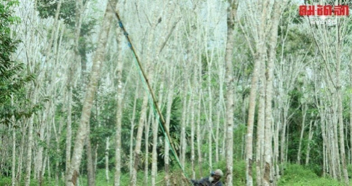 ส่อระบาดทั่วประเทศเร่งสกัดโรคใบร่วงยางพารา  