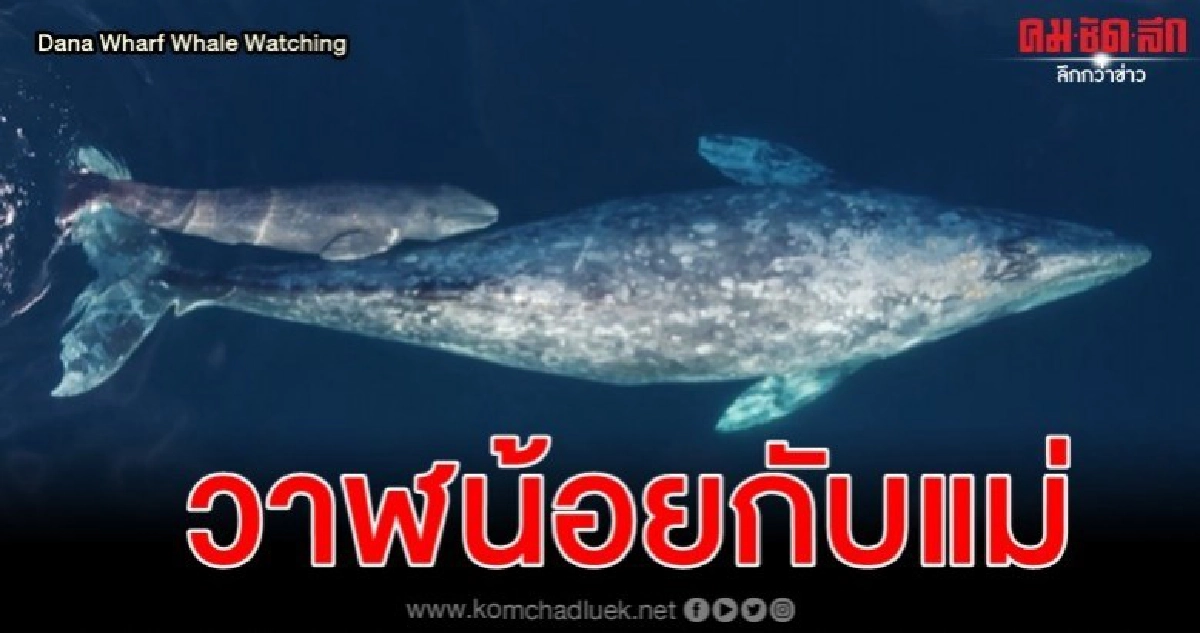 คลิปสวยงามวาฬสีเทาแรกเกิดคลอเคลียแม่ไม่ห่าง คลิปสวยงามวาฬสีเทาแรกเกิดคลอเคลียแม่ไม่ห่าง