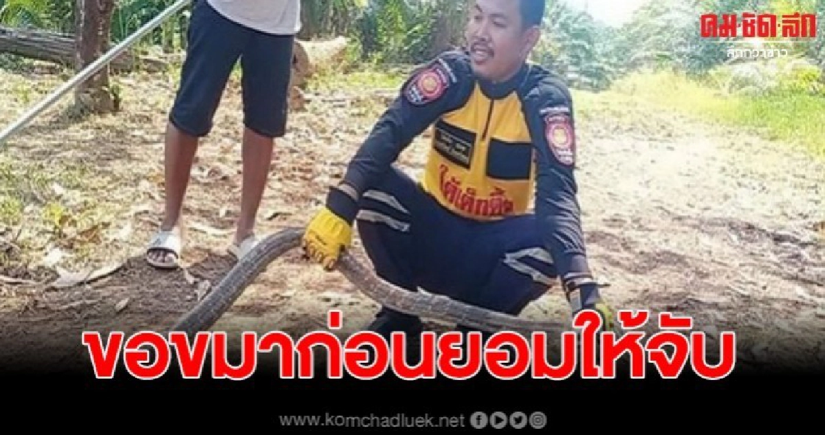 จงอางบุกเล้าไก่ โร่ซุกกองไม้ ไม่ยอมให้จับ จงอางบุกเล้าไก่ โร่ซุกกองไม้ ไม่ยอมให้จับ