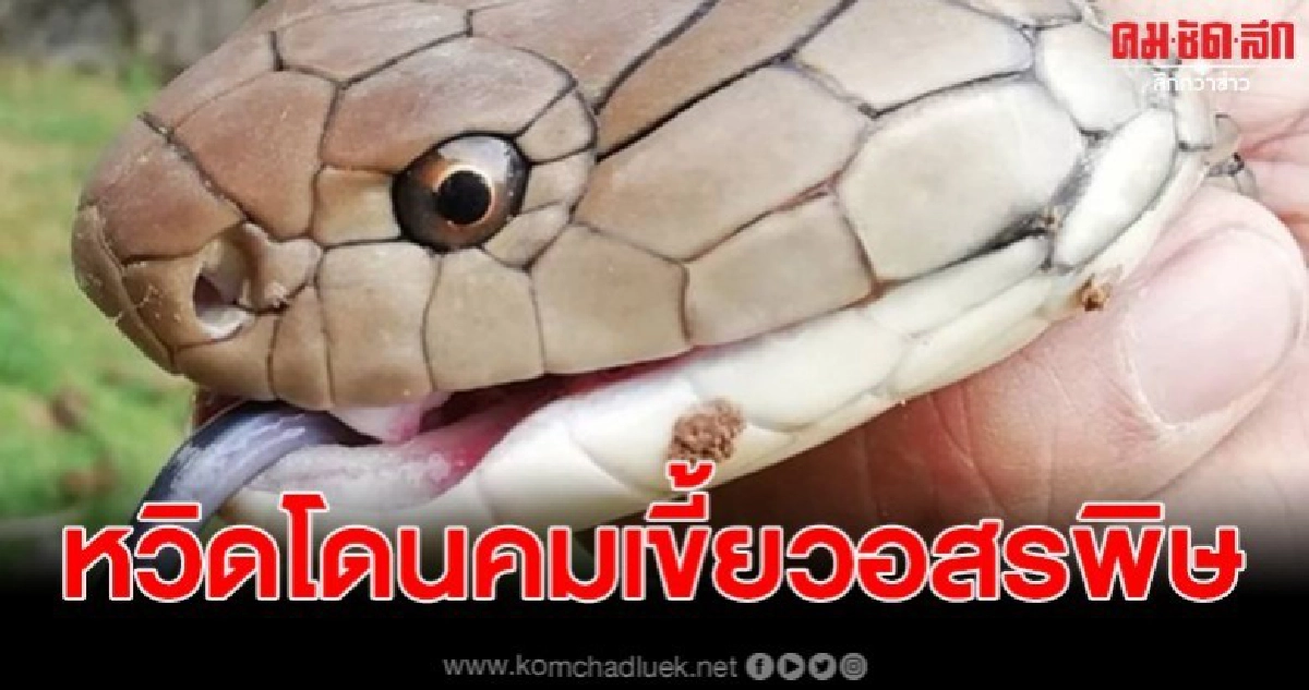 งูบองหลาออกจากป่าเข้าชุมชน ตกใจสุนัขเลื้อยซุกใต้ถุนบ้าน แจ้งกู้ภัยจับ