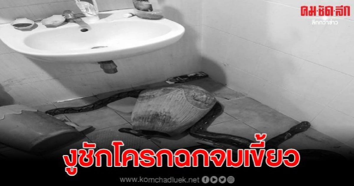สาวเล่านาทีแม่นั่งชักโครก โดนงูฉกขา รัดตัวแน่น สาวเล่านาทีแม่นั่งชักโครก โดนงูฉกขา รัดตัวแน่น