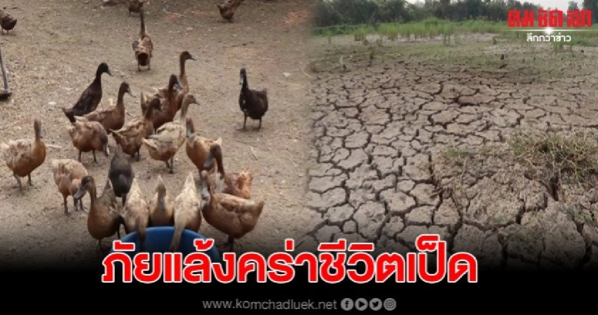 ภัยแล้งขาดแคลนน้ำส่งผลเป็ดไล่ทุ่ง โตช้าไข่ตกแถมล้มป่วย ภัยแล้งขาดแคลนน้ำส่งผลเป็ดไล่ทุ่ง โตช้าไข่ตกแถมล้มป่วย
