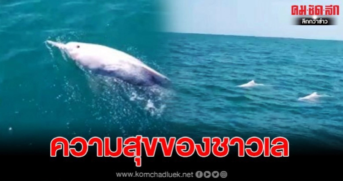 เปิดคลิปดูชัดๆ โลมาสีชมพู โผล่อวดโฉมชาวประมงกลางทะเล 