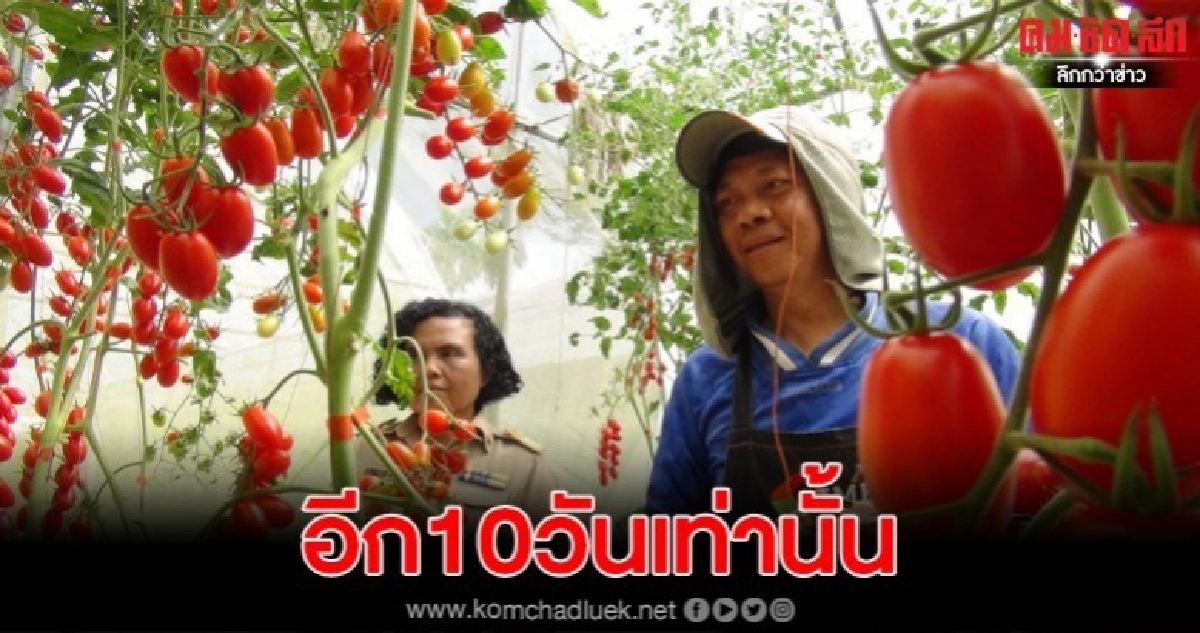 ลูกแดงสวยงามมะเขือเทศเชอรี่ นับถอยหลังอีก 10 วันให้เข้าชมฟรี