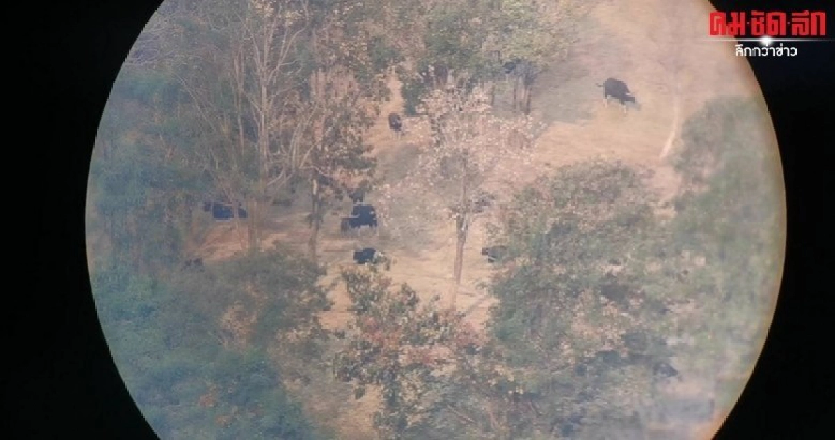 หยุดล่า...ฝูงกระทิงเขาแผงม้าล้นเล็งต้อนกลับเขาใหญ่ 