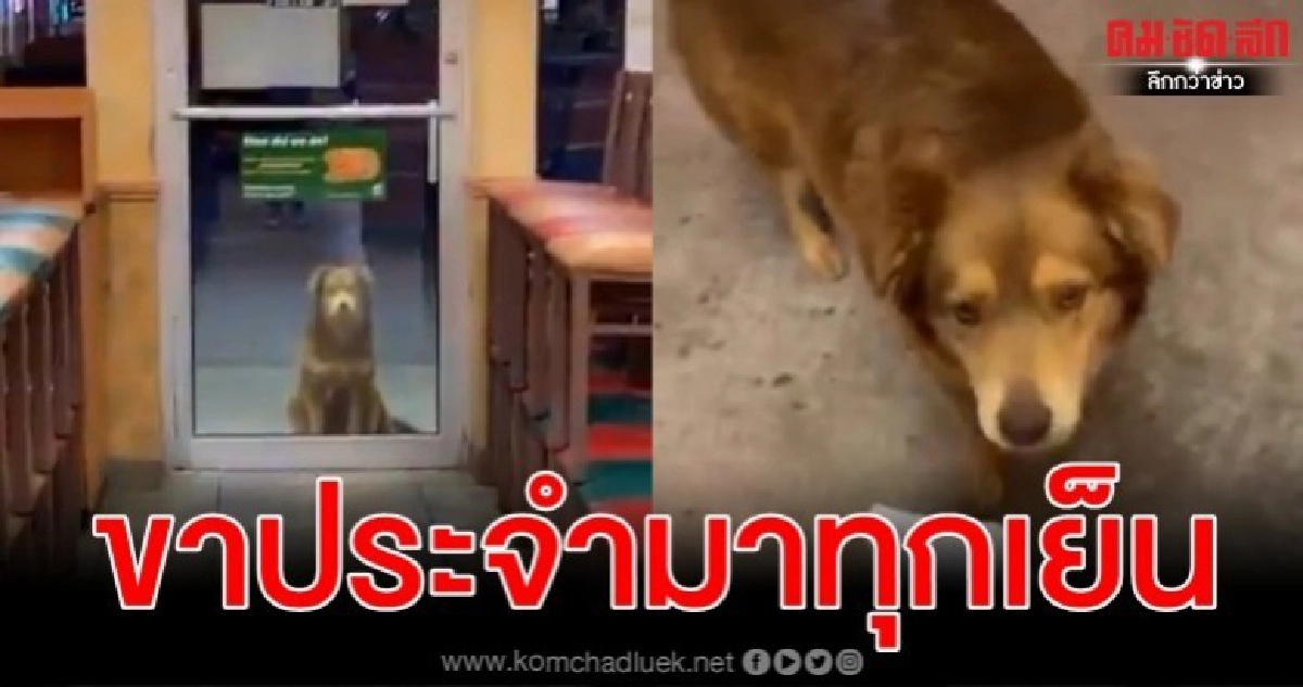 สุนัขจรจัดนั่งสงบเสงี่ยมรออาหารหน้าร้านฟาสต์ฟู้ดทุกวัน สุนัขจรจัดนั่งสงบเสงี่ยมรออาหารหน้าร้านฟาสต์ฟู้ดทุกวัน