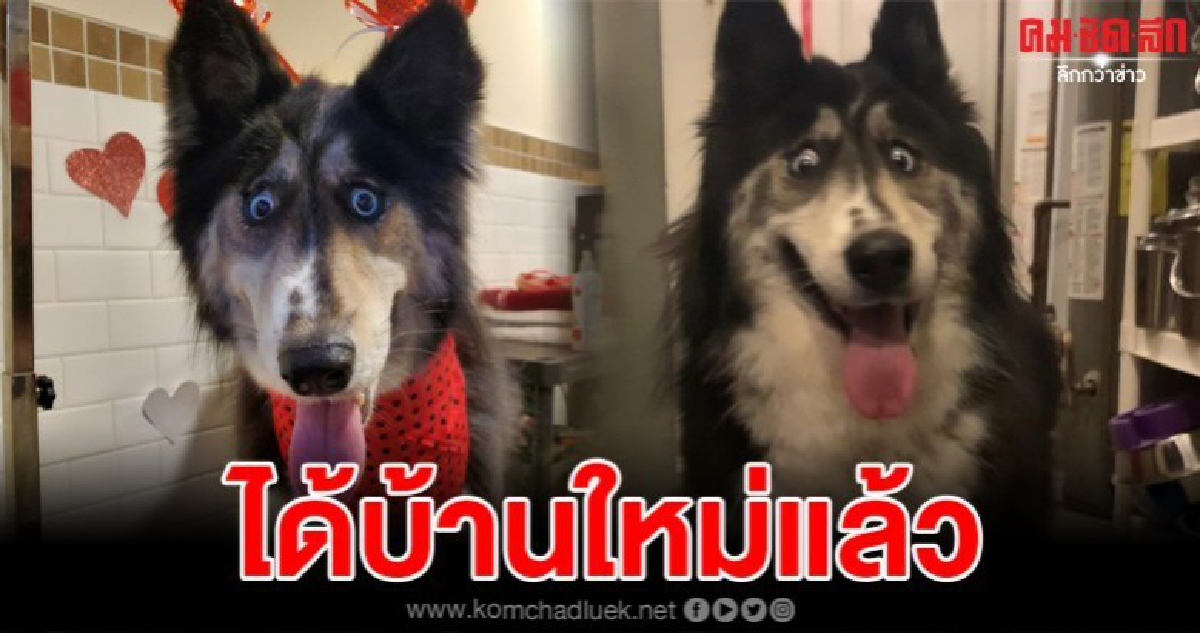 ชาวเน็ตสุดเอ็นดู หมาไซบีเรียนตาเหล่หาบ้านไม่ได้ 