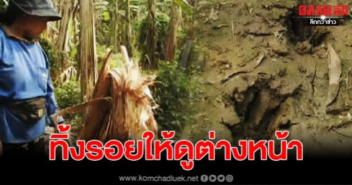 ชาวสวนกล้วยผวา พบรอยเท้าปริศนา บุกกัดกินทำลายต้นกล้วย