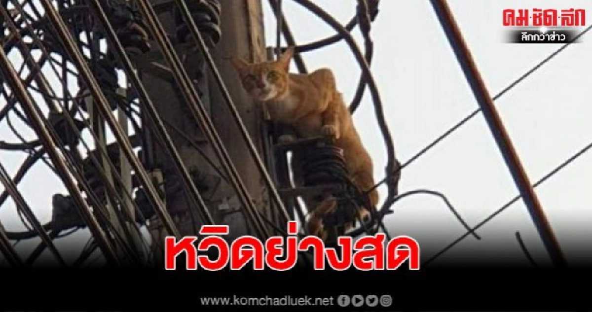เจ้าเหมียวสุดซน ขึ้นเสาไฟลงไม่ได้โร่ร้องคนช่วย เจ้าเหมียวสุดซน ขึ้นเสาไฟลงไม่ได้โร่ร้องคนช่วย