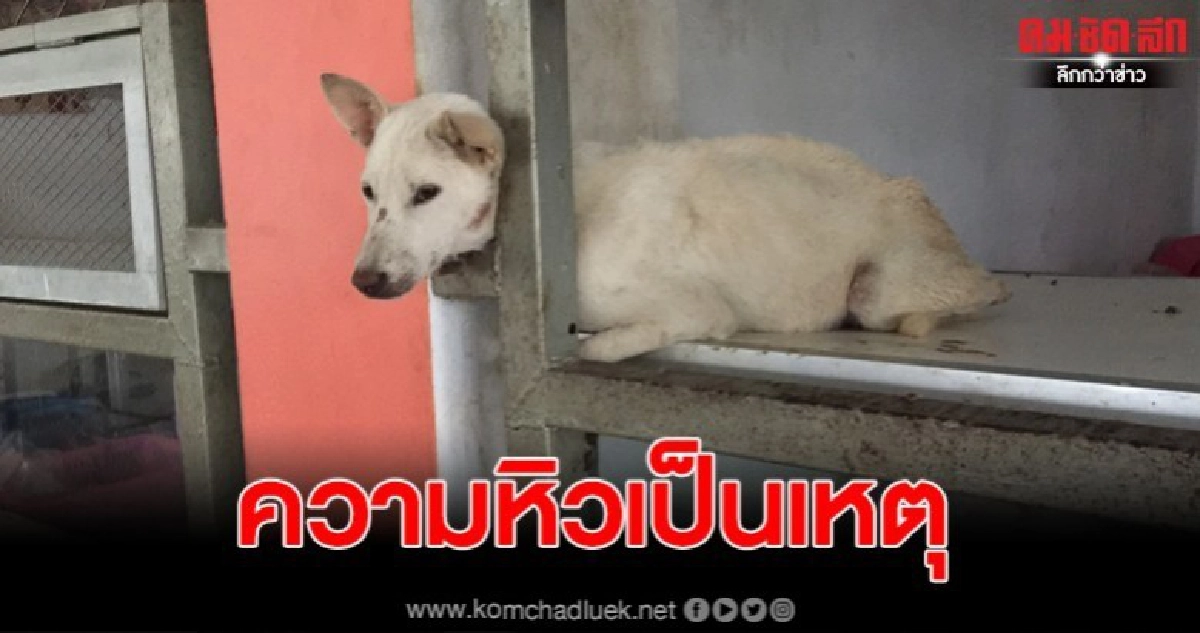 เปิดคลิปนาทีช่วยน้องหมาหัวติดลูกกรง