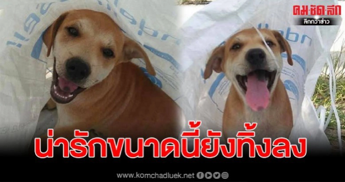 สาวเจอคนเอาสุนัขยัดใส่กระสอบมาทิ้ง เผยน่ารักขนาดนี้ยังทิ้งลง