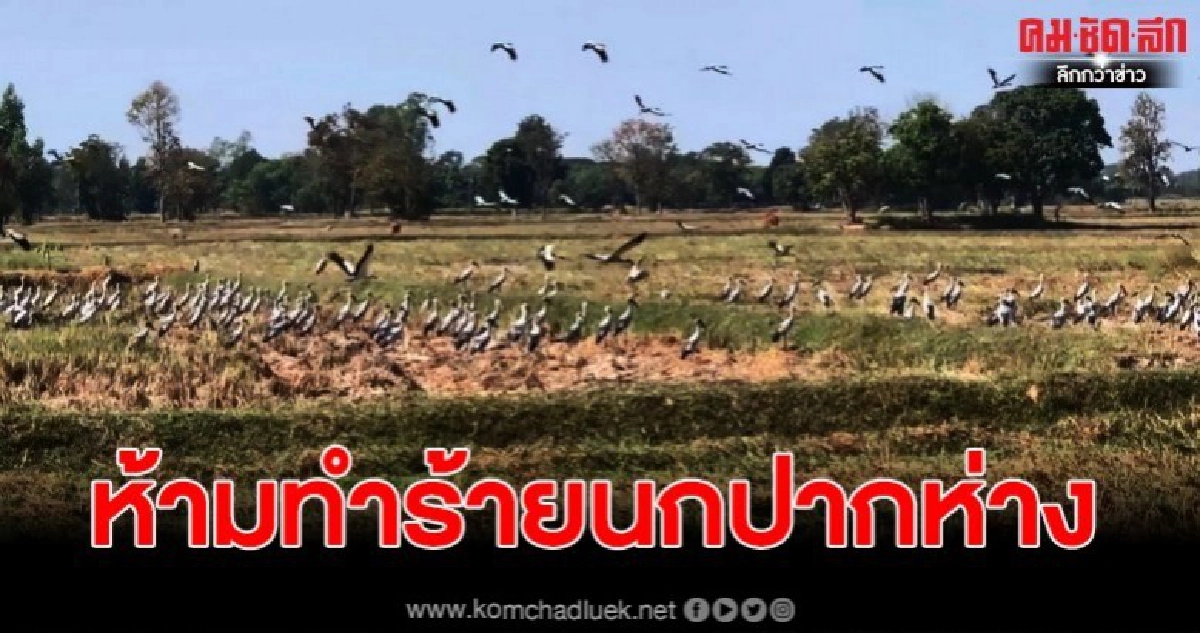 ชาวนาห้ามทำร้ายนกปากห่าง ช่วยกำจัดหอยเชอรี่