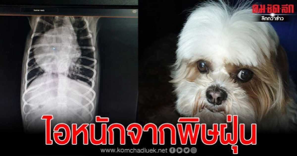 สาวโพสต์เตือนภัยหลังสุนัขป่วยหนักไอไม่หยุดจากพิษฝุ่น PM 2.5 สาวโพสต์เตือนภัยหลังสุนัขป่วยหนักไอไม่หยุดจากพิษฝุ่น PM 2.5