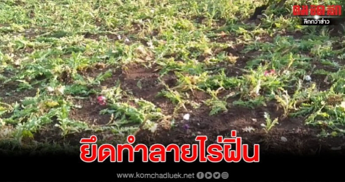 พะเยา สนธิกำลังตรวจยึดทำลายไร่ฝิ่น พะเยา สนธิกำลังตรวจยึดทำลายไร่ฝิ่น