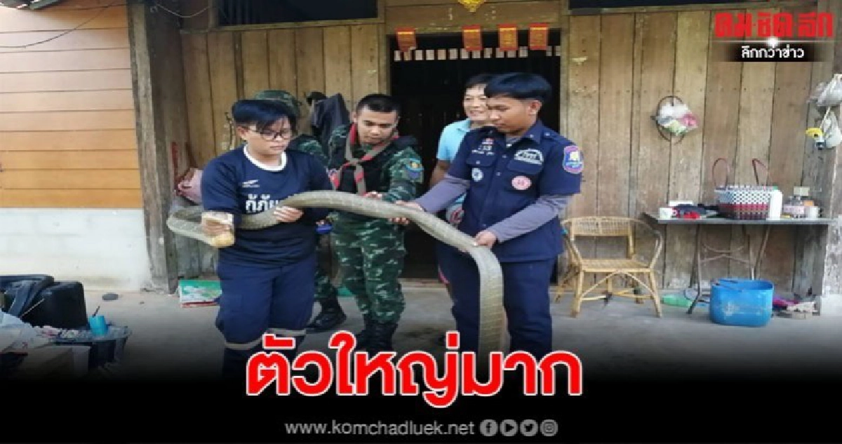 ชาวบ้านผงะ พบงูจงอางนอนขดอยู่ใต้ตู้ที่เก็บของ ชาวบ้านผงะ พบงูจงอางนอนขดอยู่ใต้ตู้ที่เก็บของ