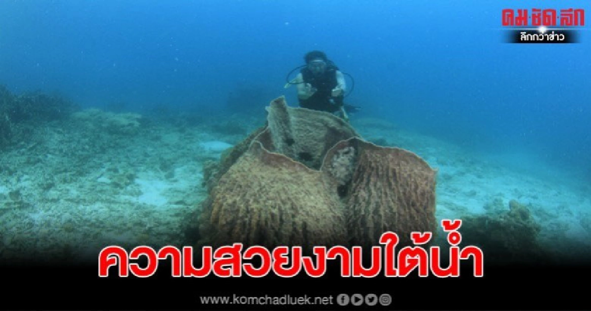 สวยงามปะการังและชีวิตสัตว์น้ำใต้ทะเลพีพี สวยงามปะการังและชีวิตสัตว์น้ำใต้ทะเลพีพี