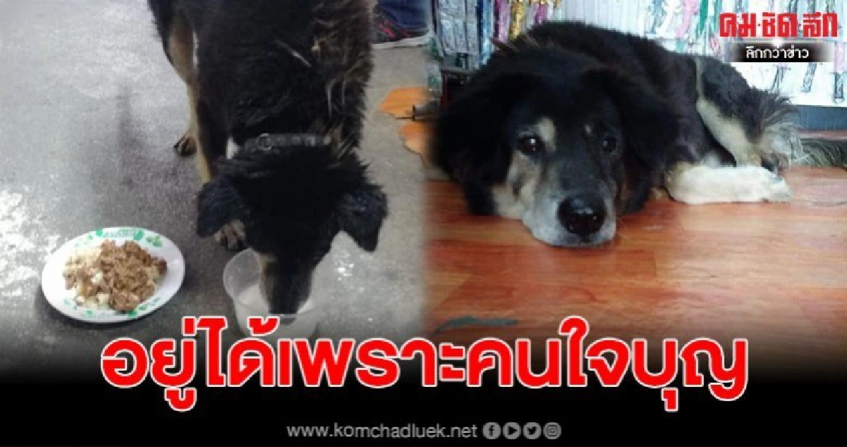 สาวใจบุญโพสต์เล่า 'โด้' สุนัขขนสีดำที่โดนเจ้าของทิ้ง