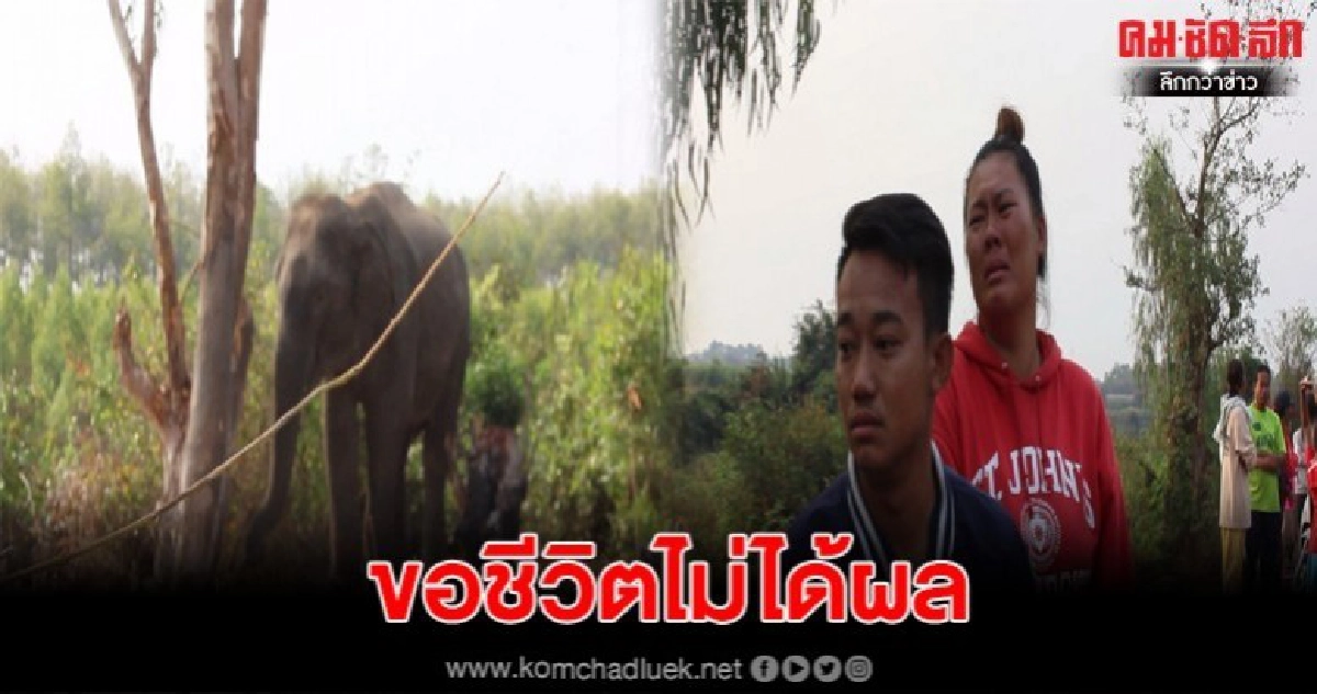 หนุ่มชะตาขาด ถูกช้างตกมันกระทืบดับกลางดึก หนุ่มชะตาขาด ถูกช้างตกมันกระทืบดับกลางดึก