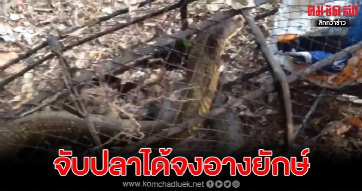 หนุ่มใหญ่วางไซดักปลา กลับได้จงอางยักษ์แทน