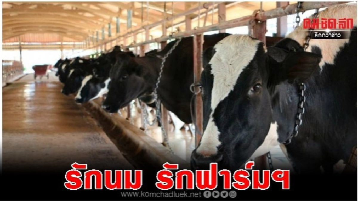 สุดยิ่งใหญ่ อ.ส.ค.เตรียมจัดงาน'เทศกาลโคนมแห่งชาติ2563 สุดยิ่งใหญ่ อ.ส.ค.เตรียมจัดงาน'เทศกาลโคนมแห่งชาติ2563