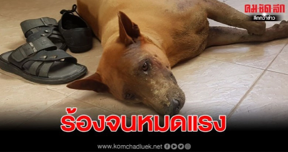 สุนัขติดซอกกำแพง กู้ภัยเร่งช่วยเหลือ สุนัขติดซอกกำแพง กู้ภัยเร่งช่วยเหลือ