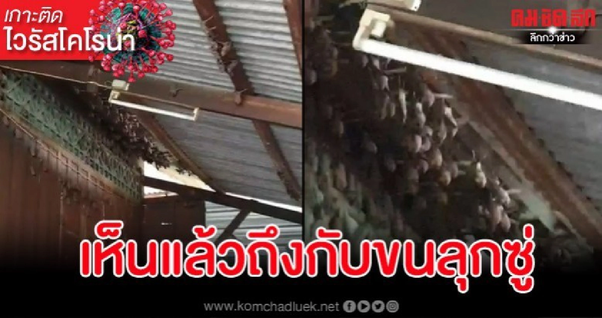 สาวผวาหวั่นติดเชื้อไวรัสโคโรน่าหลังค้างคาวนับพันเกาะเต็มบ้าน