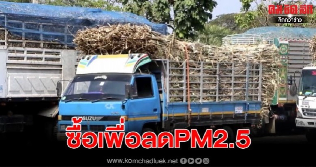 น้ำตาลมิตรผลซื้อใบอ้อย ลดการเผาก่อนตัดแก้ปัญหาฝุ่นPM 2.5 น้ำตาลมิตรผลซื้อใบอ้อย ลดการเผาก่อนตัดแก้ปัญหาฝุ่นPM 2.5