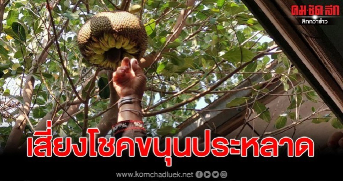 พบขนุนประหลาดคล้ายกล้วย แห่ลูบแป้งขอเลขเด็ด พบขนุนประหลาดคล้ายกล้วย แห่ลูบแป้งขอเลขเด็ด