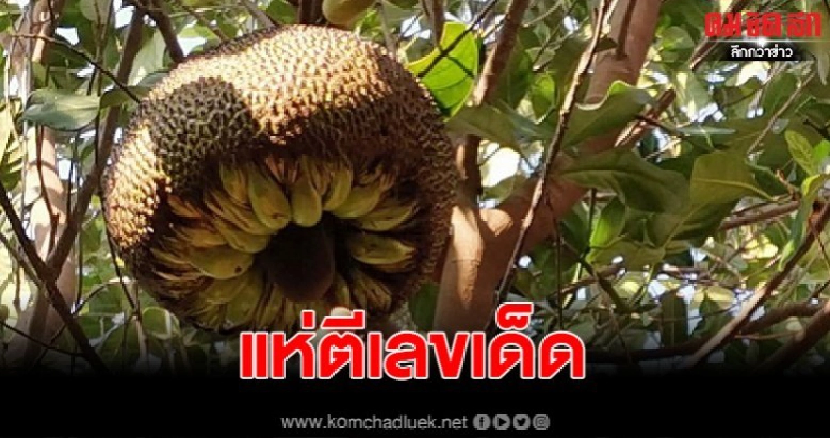 ฮือฮา! ชาวบ้านแห่ส่อง ขนุนประหลาดคล้ายกล้วย ลูบแป้งขอเลขเด็ด ฮือฮา! ชาวบ้านแห่ส่อง ขนุนประหลาดคล้ายกล้วย ลูบแป้งขอเลขเด็ด