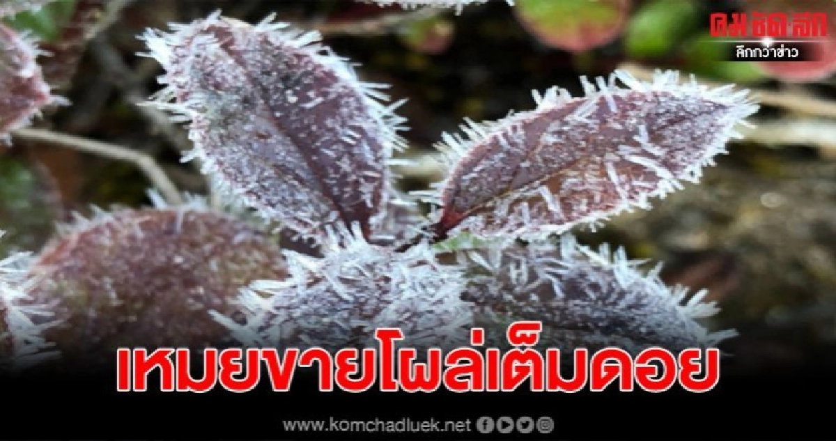 หนาวได้ใจอินทนนท์หนาว 0 องศา เหมยขาบ โผล่เต็มดอย หนาวได้ใจอินทนนท์หนาว 0 องศา เหมยขาบ โผล่เต็มดอย