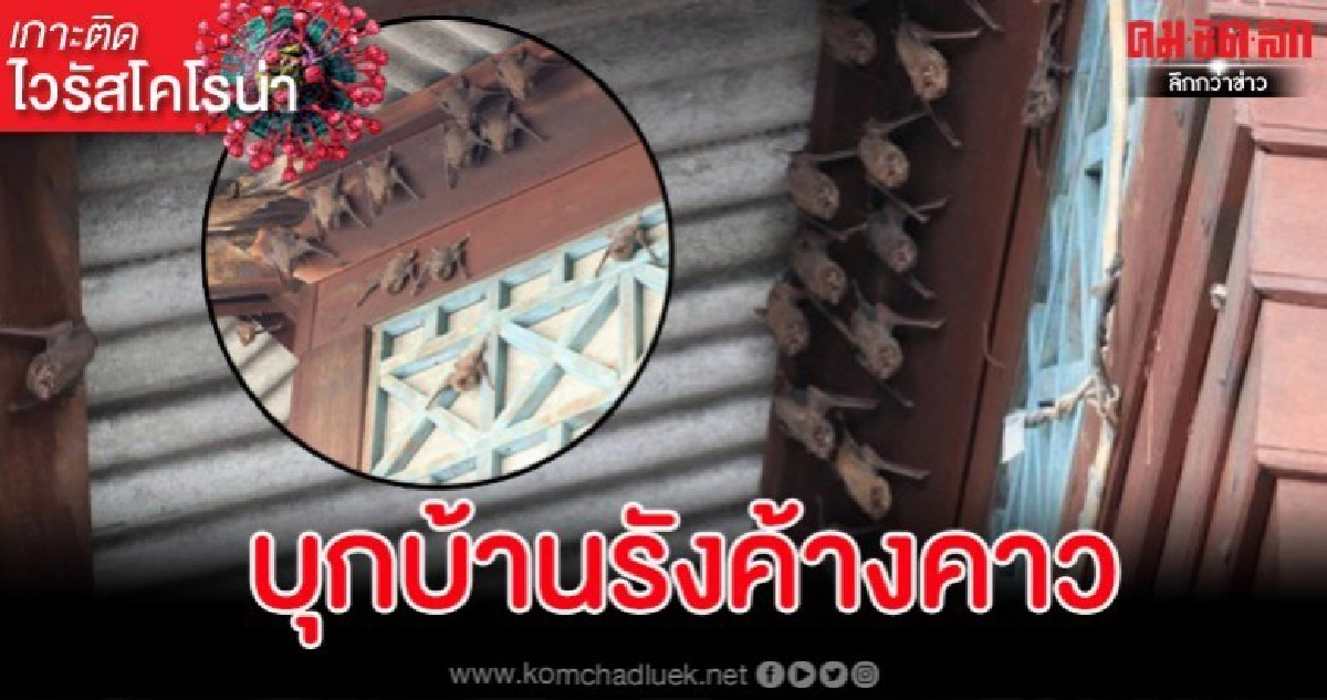 'หมอล็อต' เตรียมบุกบ้านรังค้างคาวพิสูจน์เชื้อไวรัสโคโรน่า