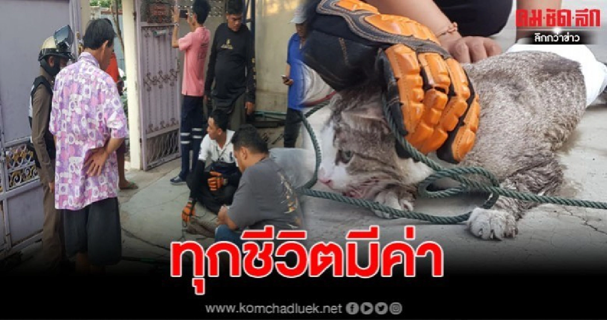 ซนจนได้เรื่อง แมวโดนรั้วเหล็กกันขโมย เสียบทะลุหลัง ซนจนได้เรื่อง แมวโดนรั้วเหล็กกันขโมย เสียบทะลุหลัง