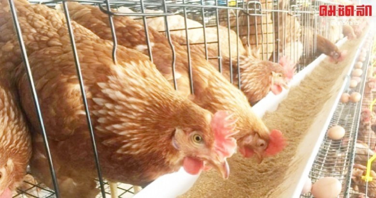 หวั่นล้นตลาด Egg Board จัดสรรโควต้าไก่ไข่พันธุ์เท่าเดิม หวั่นล้นตลาด Egg Board จัดสรรโควต้าไก่ไข่พันธุ์เท่าเดิม