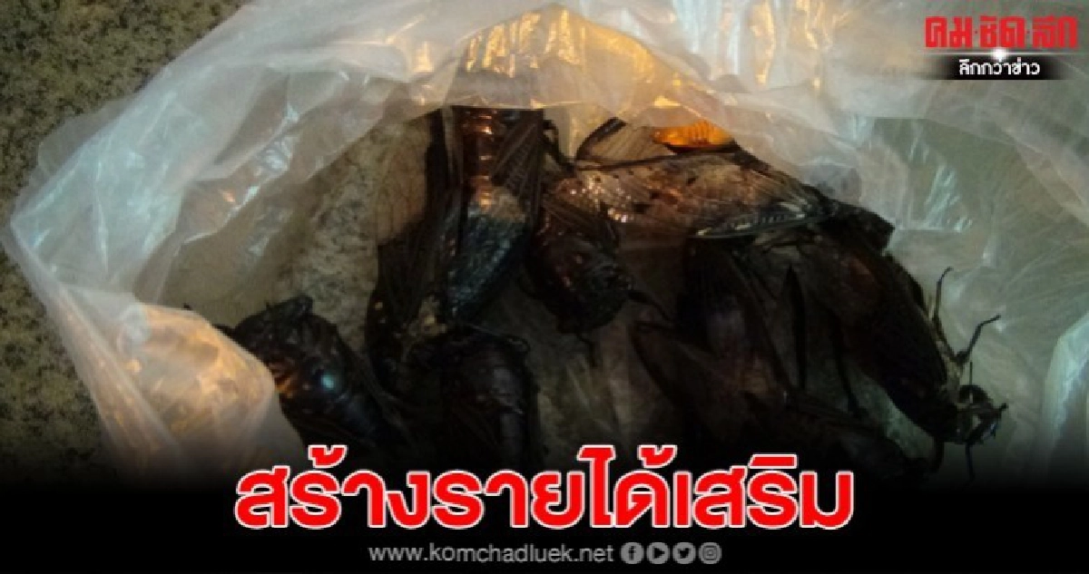 ชาวเบตงยิ้ม แห่จับ จักจั่นขายสร้างรายได้เสริม ชาวเบตงยิ้ม แห่จับ จักจั่นขายสร้างรายได้เสริม