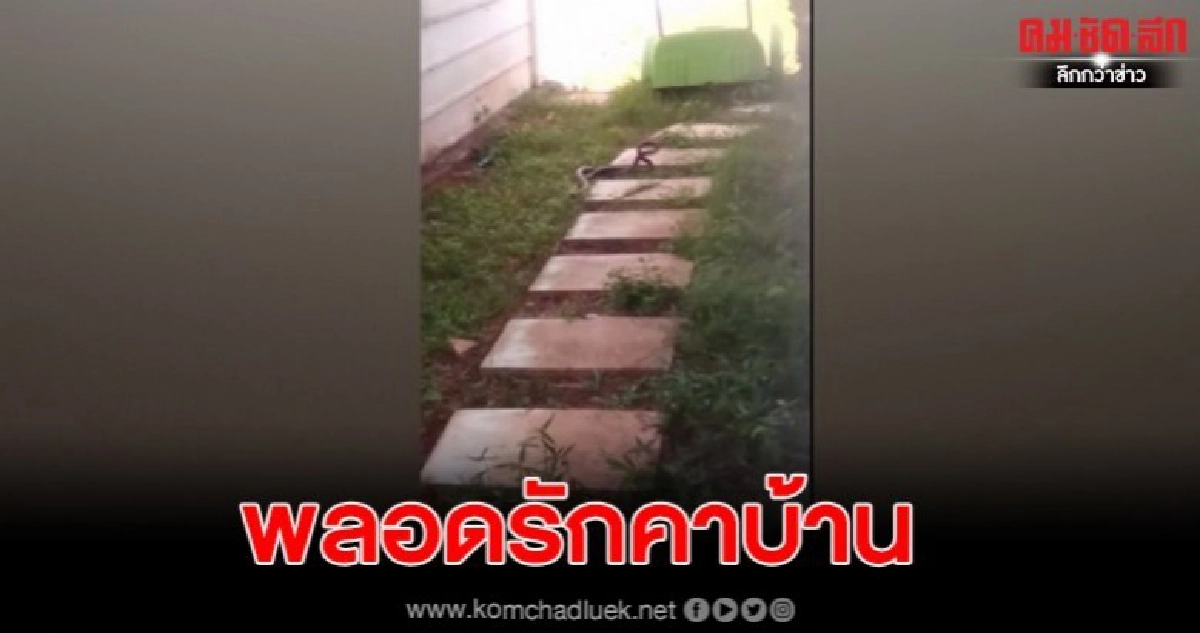  งูเห่าผัวเมียโผล่โชว์ลีลาพลอดรักข้างบ้านกลางวันแสกๆ  