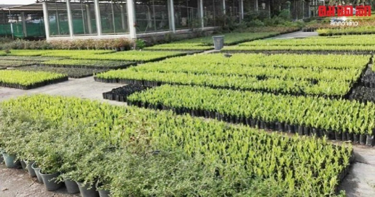 1 ล้านต้นกล้า ล้างค่ามลพิษ