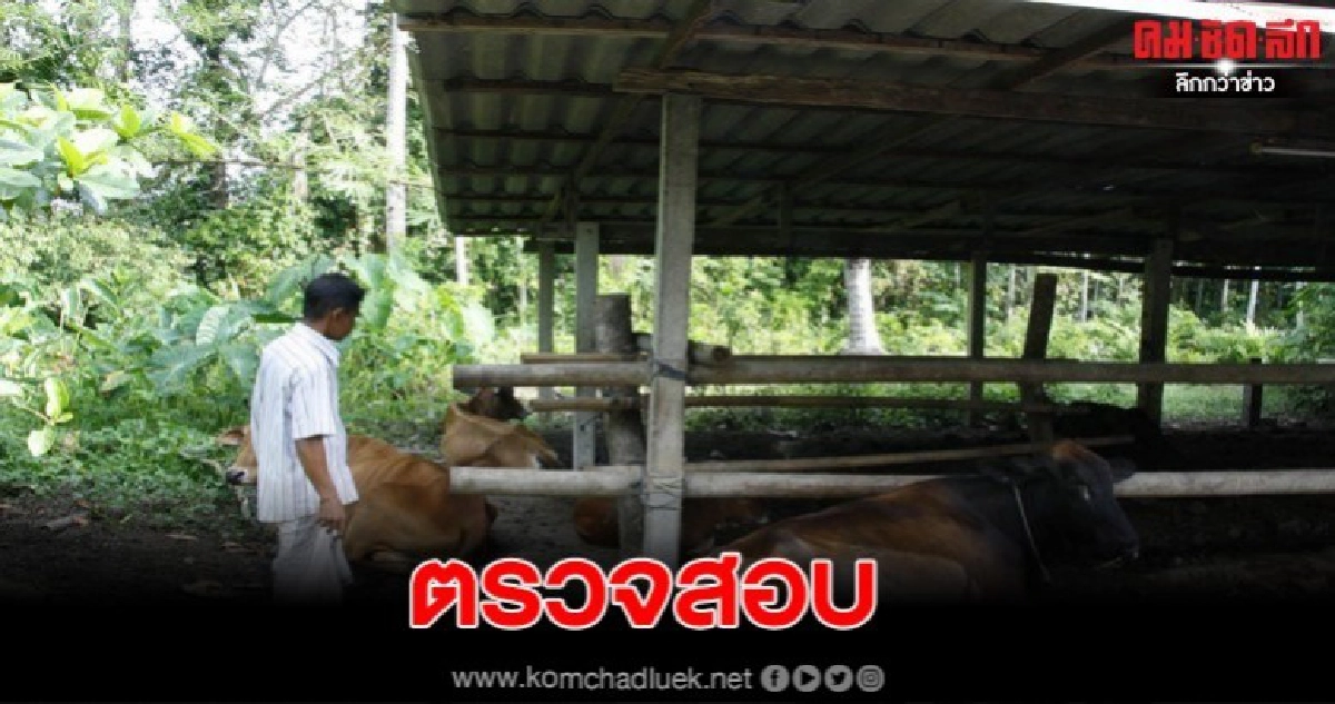 ตรวจสอบวัวเป็นโรคปากเท้าเปื่อย พร้อมสั่งการให้ฉีดฆ่าเชื้อ ตรวจสอบวัวเป็นโรคปากเท้าเปื่อย พร้อมสั่งการให้ฉีดฆ่าเชื้อ
