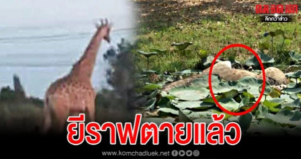 เจ้าหน้าที่เจอยีราฟแล้ว ตายอยู่ในคูน้ำ 