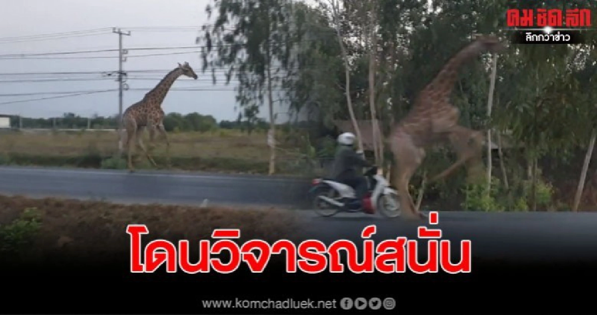 โซเชียลวิจารณ์ คลิปคนขับรถชนยีราฟ โซเชียลวิจารณ์ คลิปคนขับรถชนยีราฟ