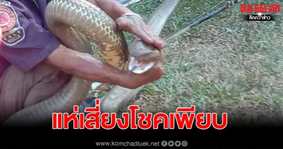 ตะลึง งูบองหลายักษ์ เชื่อเป็นงูทวด บุกซุกในบ้าน