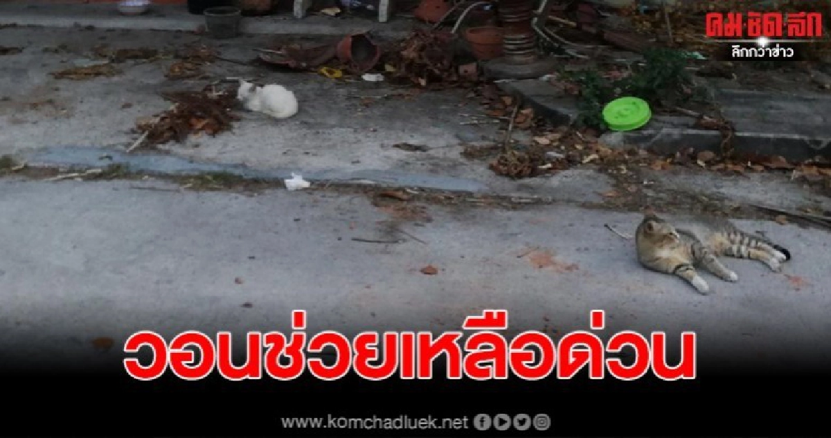 วอน จนท.ช่วยเหลือ แมวถูกขังนับสิบตัวในบ้านขาดทั้งน้ำอาหาร วอน จนท.ช่วยเหลือ แมวถูกขังนับสิบตัวในบ้านขาดทั้งน้ำอาหาร