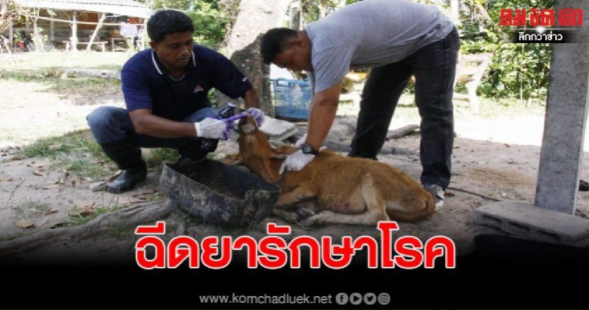 เจ้าหน้าที่ปศุสัตว์ระดม จนท.เร่งฉีดยารักษาโรคปากเท้าเปื่อย เจ้าหน้าที่ปศุสัตว์ระดม จนท.เร่งฉีดยารักษาโรคปากเท้าเปื่อย