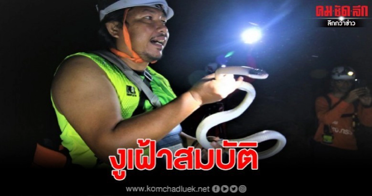 นทท.ตื่นเต้นพบงูกาบหมากหางนิลตำนานงูเฝ้าสมบัติ