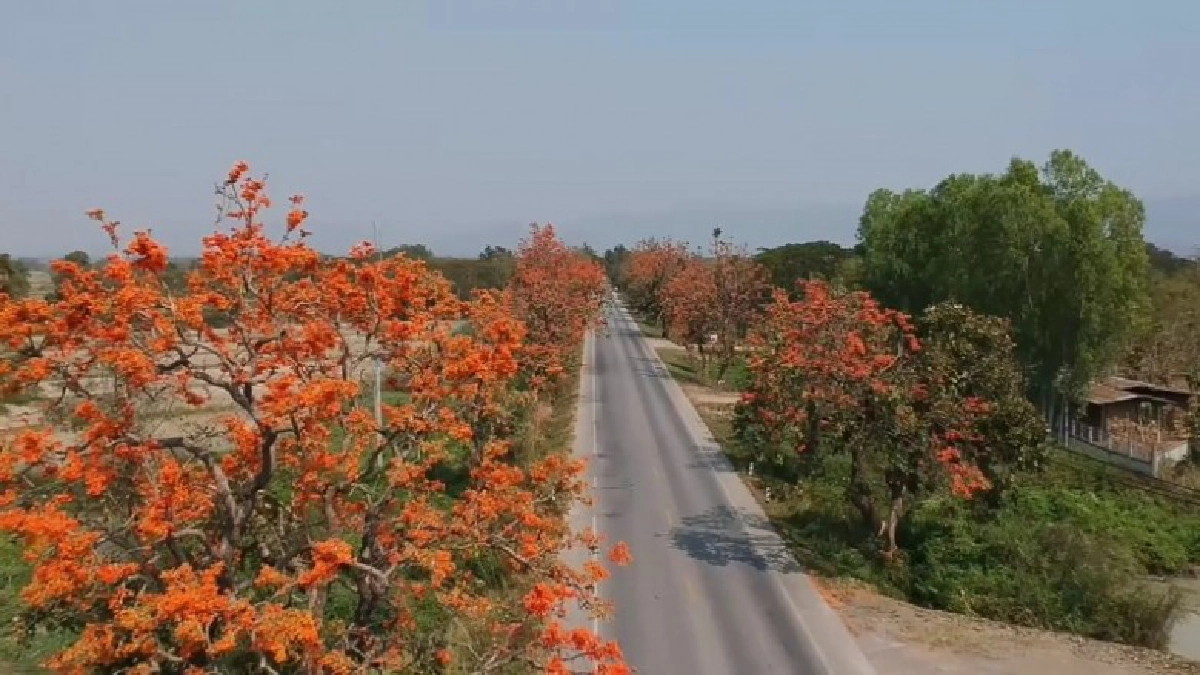 ถนนสายดอกไม้ทองกวาวบานสะพรั่งกว่า 20 กิโลเมตร