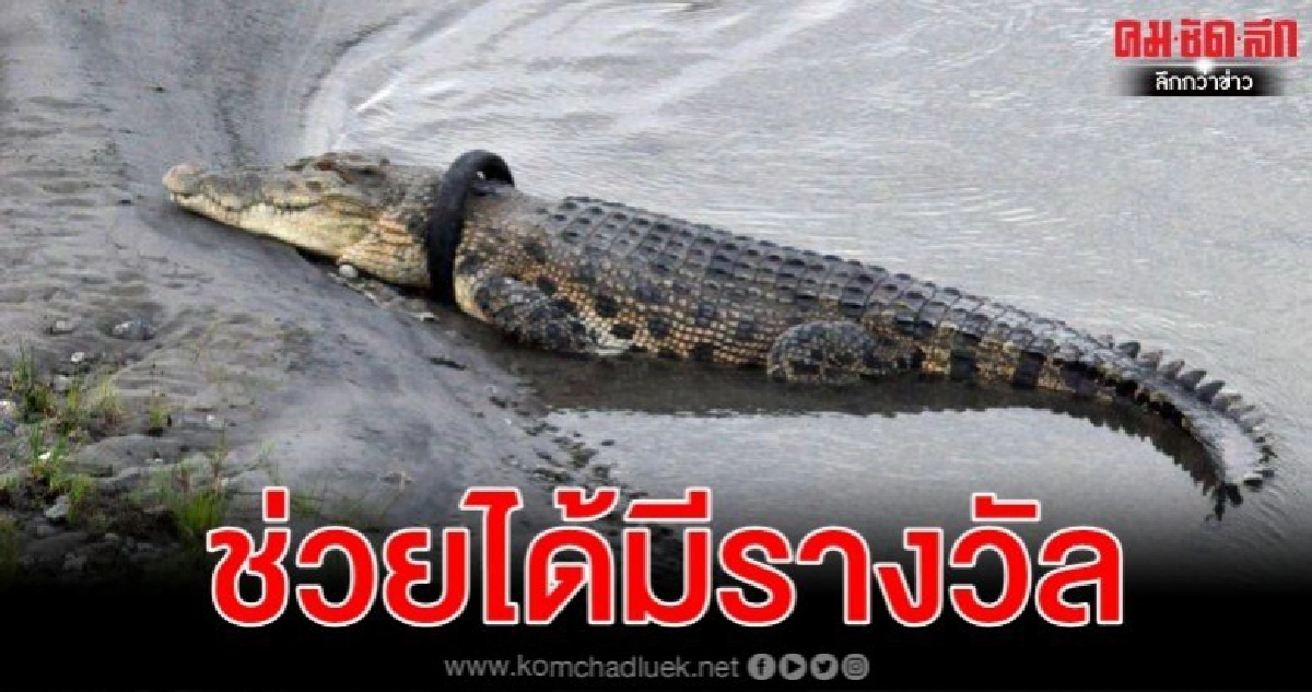 อินโดนีเซียตั้งรางวัลปลดบ่วงล้อจักรยานยนต์จากคอจระเข้